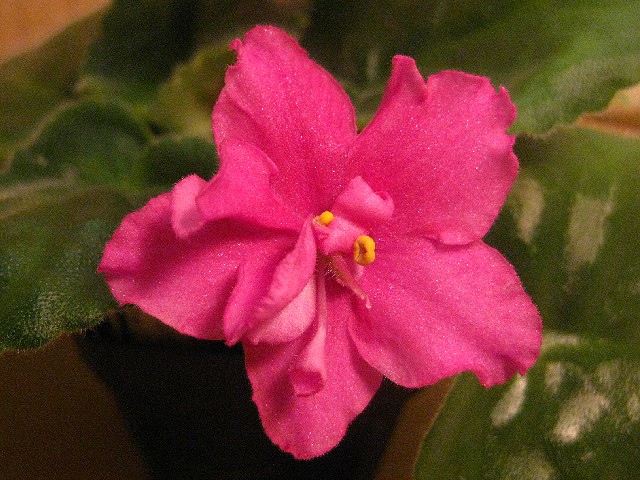 African Violet - Okie Sun Glo - Click Image to Close